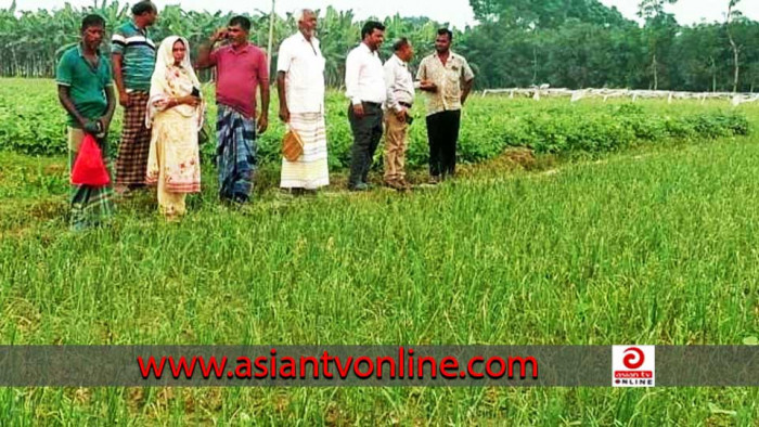 মেহেরপুরে পেঁয়াজ চাষে আশার আলো দেখছে চাষীরা