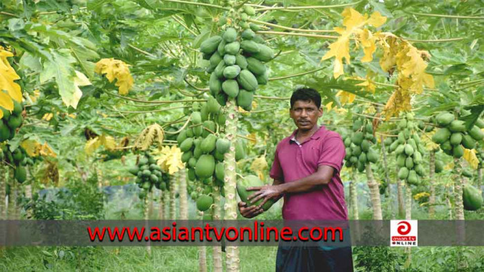 সিংগাইরে বাড়ছে পেঁপের আবাদ, এবার ১৫০ কোটি টাকা বিক্রির আশা