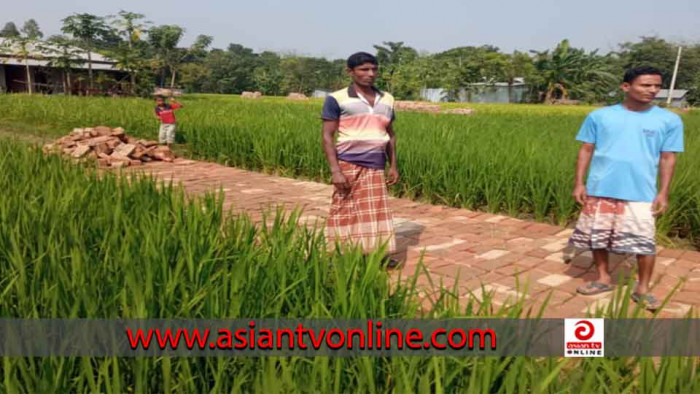 গুরুদাসপুরে কৃষকের ধান ক্ষেতের মাঝখান দিয়ে জোরপূর্বক রাস্তা নির্মাণ করছেন ইটভাটার মালিক