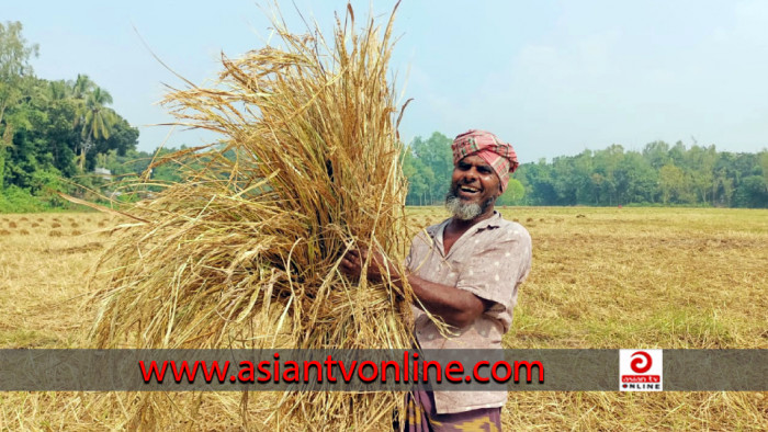 চৌহালীতে আমনের ভালো ফলনে কৃষকের মুখে তৃপ্তির হাঁসি