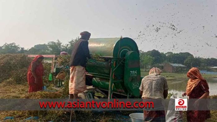 দামে খুশি মেহেরপুরের মাষকলাই চাষিরা