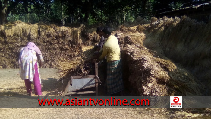 আমন ধান তুলতে ব্যস্ত শ্রীবরদীর কৃষকরা