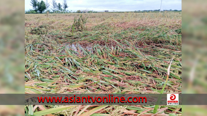 রামপালে ঘুর্ণিঝড় মিধিলির প্রভাবে উঠতি আমনের ক্ষতির আশংকা