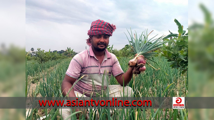 গ্রীষ্মকালীন পেঁয়াজ চাষে খুশি নলডাঙ্গার কৃষকরা