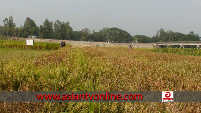 রায়পুরায় বিধবার ধানী জমিতে আগাছানাশক দিয়ে পাকা ধান নষ্ট করেছে দুর্বৃত্তরা