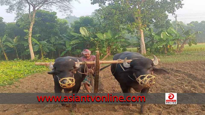 হারিয়ে যাচ্ছে গ্রাম-বাংলার ঐতিহ্যবাহী গরু-মহিষের লাঙ্গল