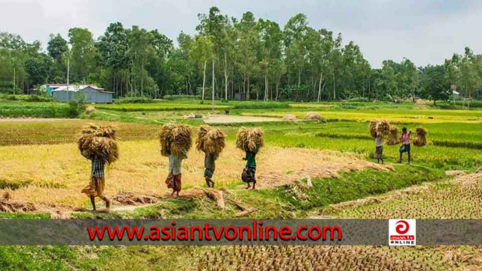 ফরিদপুরে আমন ধান কাটার ধুম