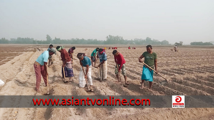 উৎপাদন খরচ বাড়লেও কৃষকরা আলু চাষে ঝুঁকছেন