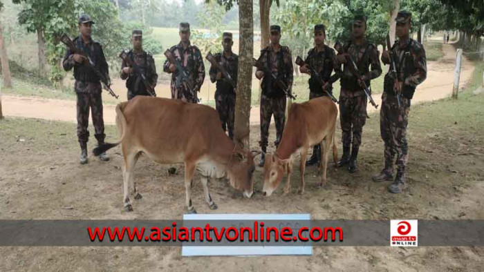 লংগদুতে বিজিবির অভিযানে ভারতীয় গরু আটক