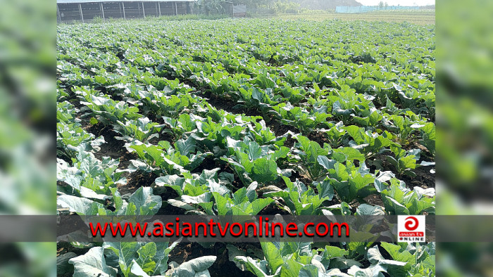 শীতের সবজিতে ভরপুর মেহেরপুরের ফসলের মাঠ