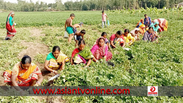 নীলফামারীতে আগাম আলু চাষে লোকসানে কৃষকরা