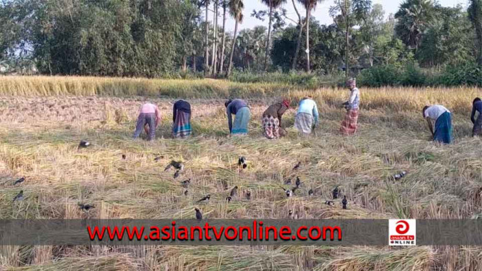 নওগাঁয় চলছে আমন ধান কাটা-মাড়াইয়ের মহোৎসব