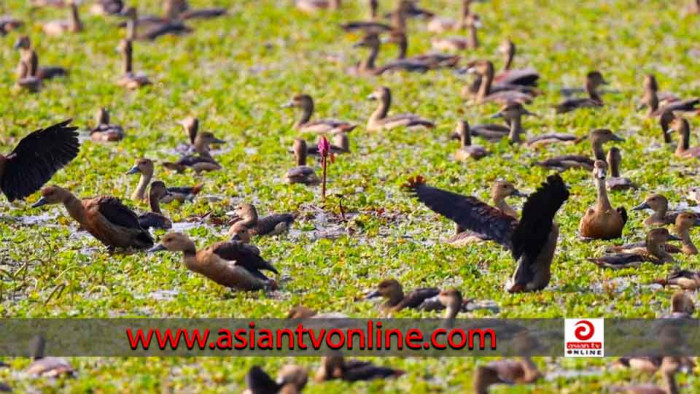 অতিথি পাখির কলকাকলিতে মুখর জাবি ক্যাম্পাস