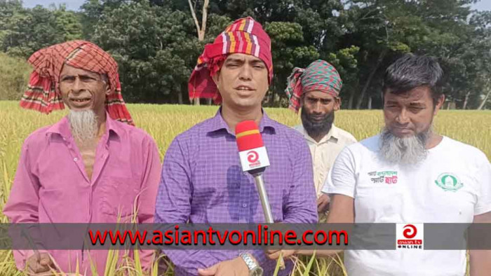 কালকিনিতে রোপা ব্রি ধান ৮৭ চাষ করে লাভবান কৃষক