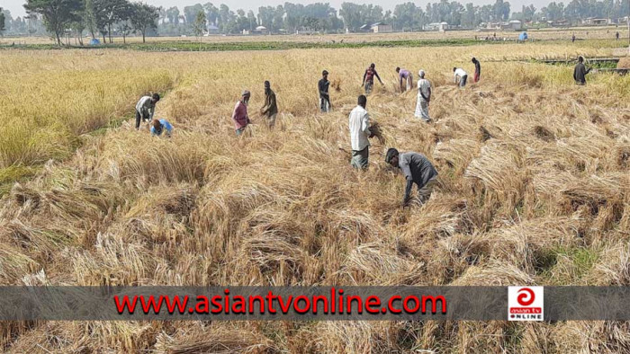 আমনের ফলন ভাল হওয়ায় খুশী নীলফামারীর কৃষকরা