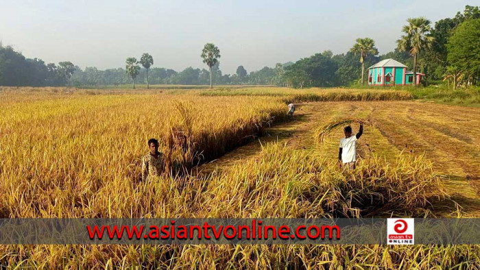 সালথায় আমন ধানের বাম্পার ফলন