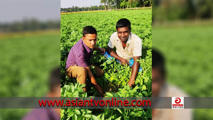 ধনবাড়ীতে আগাম আলু চাষ: ফলন-দামে কৃষকের মুখে হাসি