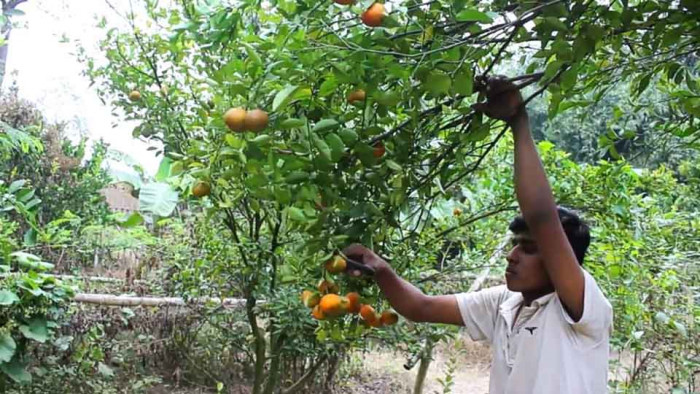 খোকসাতে চায়না কমলা চাষে স্বাবলম্বী বিলাস