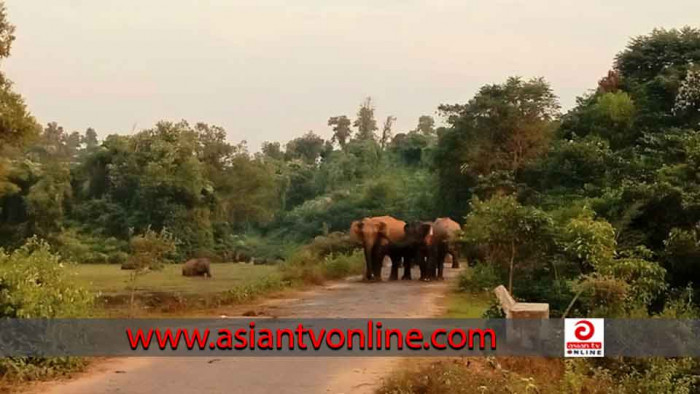 শ্রীবরদীতে বন্যহাতি দেখতে গিয়ে বৃদ্ধের মৃত্যু