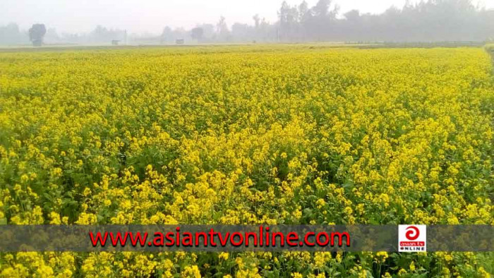 হলুদের সমারোহে ছেয়ে গেছে শ্রীবরদী উপজেলা