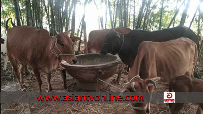 হালুয়াঘাটে ১২টি চোরাই গরু উদ্ধার