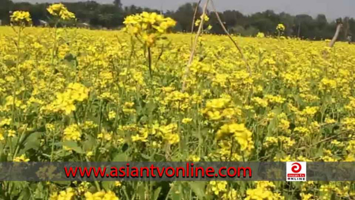 সরিষার হলুদ ফুলে দোল খাচ্ছে কৃষকের স্বপ্ন