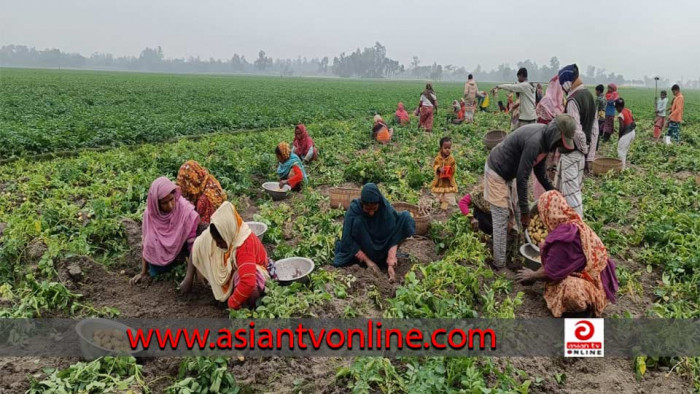 আলুর পাইকারি দামে স্বস্তি, খুচরা দামে অস্বস্তি