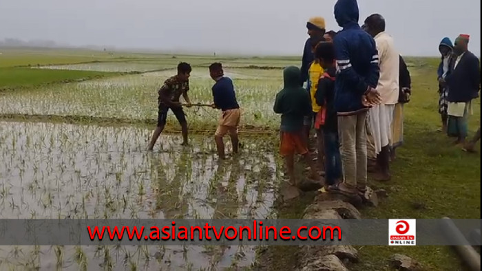 শাল্লায় পূর্বশত্রুতার জেরে বোরো চারা রোপণ জমি নষ্টের অভিযোগ