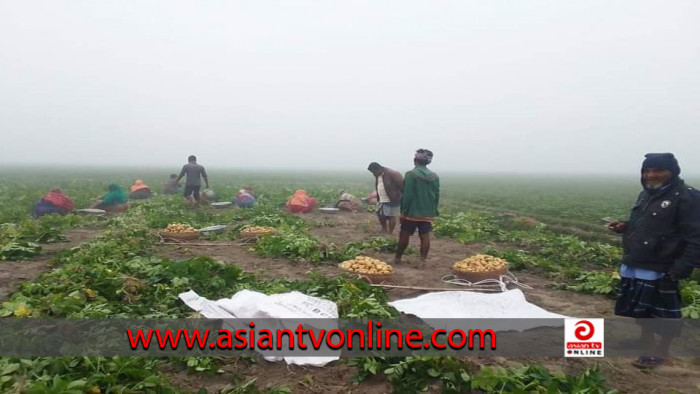 ক্ষেতলালে আগাম জাতের আলু বিক্রির ধুম, ভালো দাম পেয়ে খুশি কৃষকরা