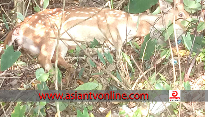 পাথরঘাটায় তিনদিন পরে অবমুক্ত করা হলো উদ্ধার হওয়া হরিণটি