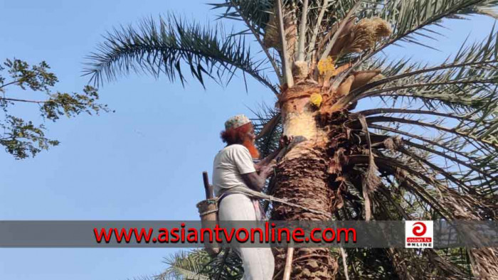 খেজুর গাছের রস সংগ্রহ করছেন কলাপাড়ার গাছি ইদ্রিস মৃধা