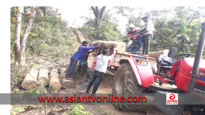 লংগদুতে বিজিবির অভিযানে গোল কাঠ জব্দ