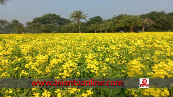 নাটোরের লালপুরে হলুদ রঙে ভরা মাঠ, বাম্পার ফলনের আশা