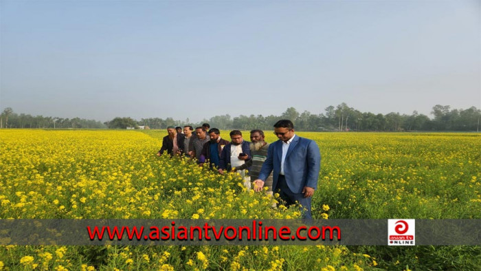 মধুপুরে সরিষার ফুলে ফুলে চোখ জুড়ানো হলুদ দিগন্ত