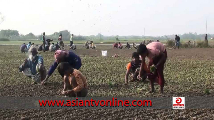 লাভের আশায় পেঁয়াজ চাষে ঝুঁকছেন চাষিরা