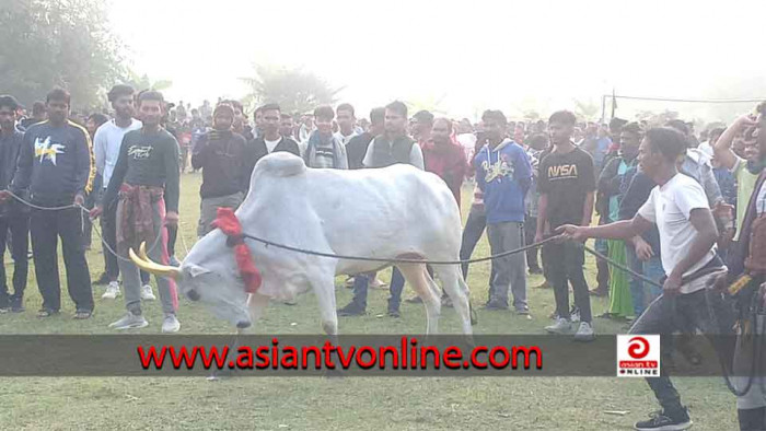 শত বছরের ঐতিহ্যের গরু দৌড় দেখতে লাখ মানুষের ভিড়