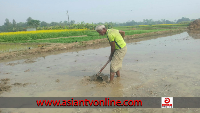 কৃষকের পাশে নেই কৃষি কর্মকর্তারা, ভালো ফলন নিয়ে শঙ্কা