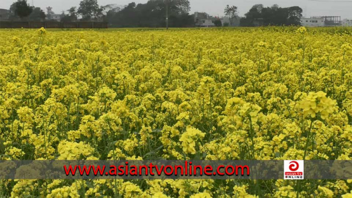 কেরানীগঞ্জে হলুদ চাদরে ঢাকা ফসলের মাঠ