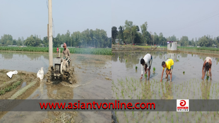 হাড় কাঁপানো শীতেও ধান চাষে ব্যস্ত রৌমারী-রাজীবপুরের কৃষকরা