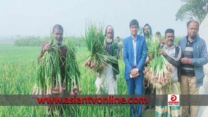 দেশে ভারতীয় নাসিক-৫৩ জাতের পেঁয়াজ চাষ