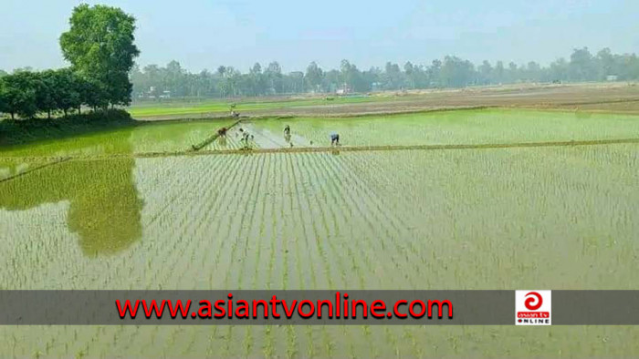 শীত উপেক্ষা করে বোরো ধান রোপণে ব্যস্ত ধনবাড়ীর কৃষকরা