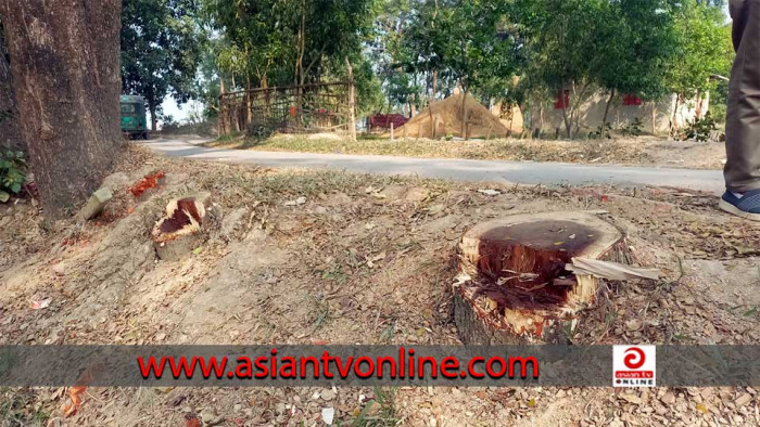 রাঙ্গুনিয়ায় সড়কের গাছ কেটে নিল দুর্বৃত্তরা