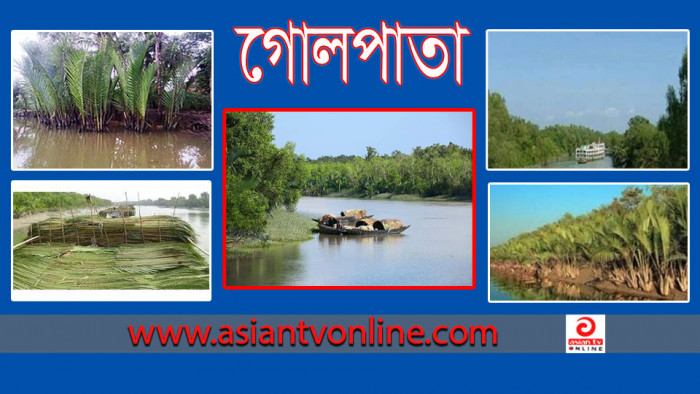 সুন্দরবনের গোলপাতা আহরণ শুরু ২৮ জানুয়ারি