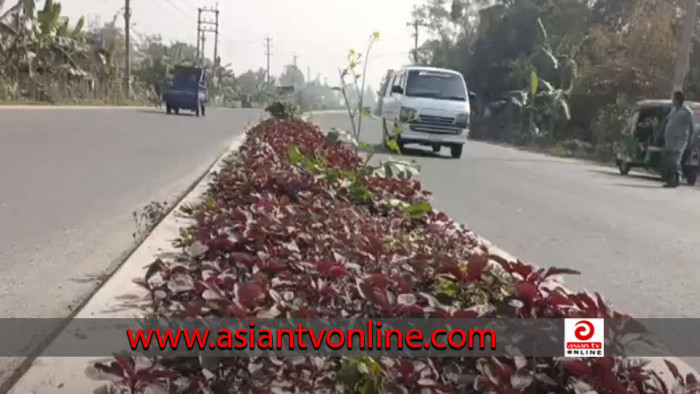 সেনবাগে সড়ক বিভাজনের পরিত্যক্ত ১২ কিলোমিটার জায়গায় সবজি চাষ