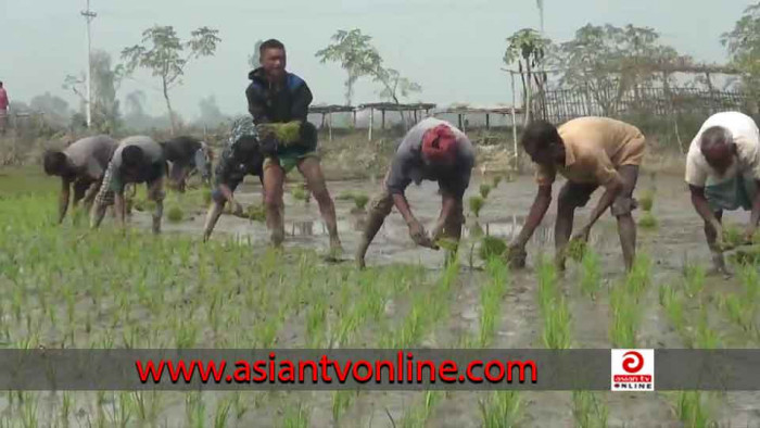 সাঘাটায় তীব্র শীতেও বোরোর চারা রোপণে ব্যস্ত চাষিরা