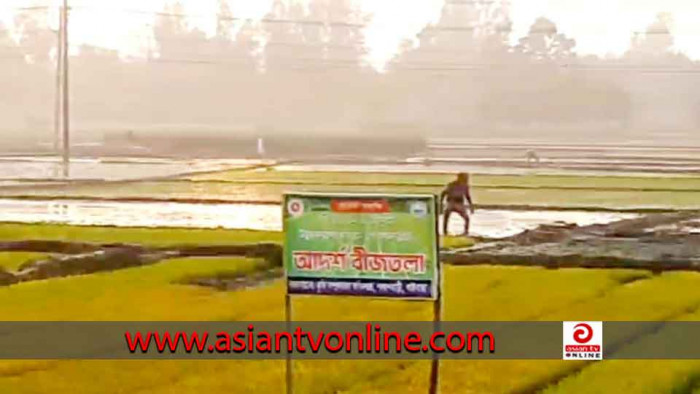 ধানের চারা উৎপাদনে জনপ্রিয় হয়ে উঠেছে আদর্শ বীজতলা