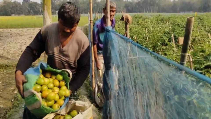 ১০ হাজার টাকা খরচে টমেটো চাষে লাখ টাকা আয়ের স্বপ্ন