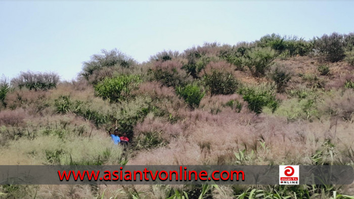 উলু ফুলের বাগান করে সফলতার স্বপ্ন দেখছে লংগদুর চাষীরা