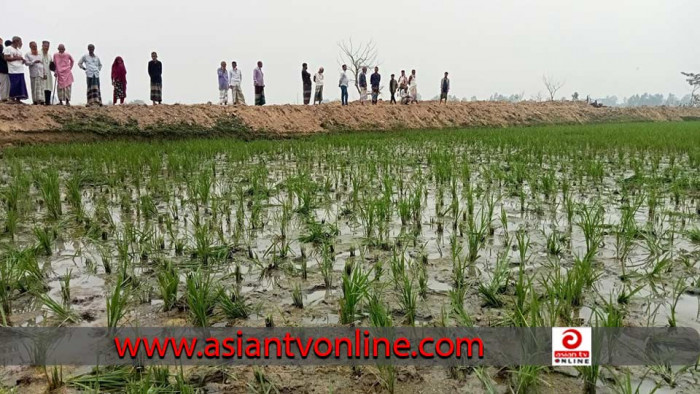 রাতের আঁধারে কৃষকের ১৫ শতাংশ জমির ধান গাছ কাটলো দুর্বৃত্তরা