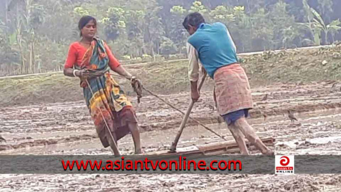 খরচ বাঁচাতে নিজেরাই জমিতে মই দিচ্ছেন নে‌পেন-শুভাষী‌নি দম্পতি